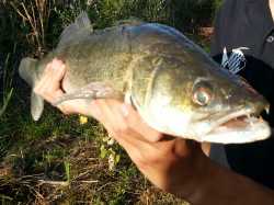 2012 Zander Mg2
